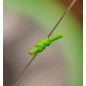 Маркерна гумка флуоро-зелена W4C MARKER ELASTIC FLUO-GREEN 6 М